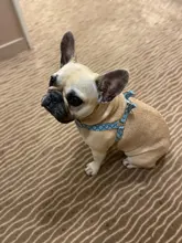 Conjunto de arnés de perro sin tirar con correa de perro de 1,2 m tamaño ajustable de lona de impresión arnés para perros correas de perro suministros para mascotas arnes perro