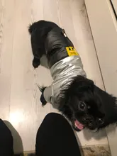 Coat Puppy Clothing Jacket Puppy-French-Bulldog Dogs Waterproof Chihuahua Winter Vest