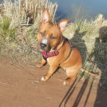 Truelove Front Nylon Dog Harness No Pull Vest Soft Adjustable Safety Harness For Dog