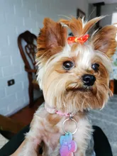 Traumdeutung-lazos para perros pequeños, suministros de accesorios para cachorros, Clips para el pelo de Yorkshire, moños de acicalamiento, noeud para chien