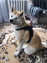 Perro suministros nailon mascota perros arnés Collar de Pet de alta calidad productos harnais pour chie para grandes Grande Mediano pequeño arnés de perro