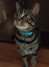 Collier-Collar para gatos con estampado de pata, correa de nailon ajustable para el cuello, para gatos