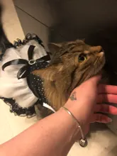 Dog-Dress Dogs-Skirt Princess Dog Summer Dot for York