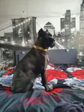 Dog-Chain-Collars Bulldog Pet-Training Stainless-Steel Metal Silver Strong for Large