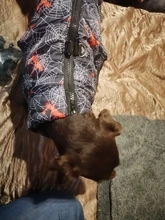 Puppy Vest Coat Clothing Jacket Dogs Chihuahua Waterproof Large Winter Medium Pet-Dog