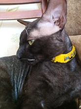 Collar de seguridad delicado para perros, correa de nailon, ajustable, a la moda, campana de camuflaje, gran oferta