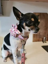 Dog-Accessories Collars Engraved Pet-Puppy Printed Custom Personalized Fashion Nylon