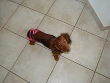 Pet-Physiological-Pants Underwear Diapers Dog Washable Female Short Puppy for Small Doggie