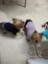 Ropa de invierno para perros pequeños, abrigo cálido para perros y gatos, ropa para perros, Bulldog Francés, Pug