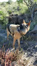Molle Vest Panels Dog-Harness Dogs Military-Working Training Rubrab Tactical Metal 