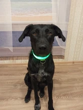 Collar LED de nailon para mascotas, fluorescente y luminoso, suministros para mascotas, correa de seguridad nocturna intermitente de seguridad que brilla en la oscuridad