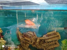 Production-Box Aquarium-Box Isolation-Net Tropical-Fish-Breeding-Box Fish-Tank Acrylic