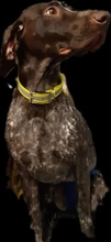 Collar TPU Pet-Supplies Reflective-Safety-Collars Pet-Dog Nylon Deodorant Night-Glowing