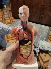 Torso humano cuerpo modelo de anatomía, anatómico médico los órganos internos para la enseñanza Dropshipping. Exclusivo.