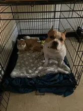 Cama suave de felpa para mascotas, manta cálida de invierno para gatos y cachorros, colchón para dormir, cojín para perros pequeños y grandes, 5 tamaños