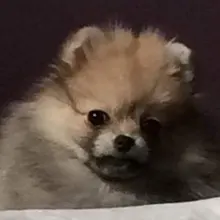 O***a