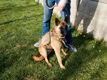 Vest Pouches Pet-Harness Dogs No-Pull Training Molle Military Hiking Tactical Large Medium