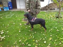 K9 Harnesses For Dogs Customizable Dog Name label Reflective Adjustable Dog Harness Vest