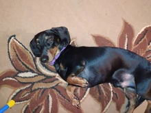 Collar Pet-Products Puppy Engraved French Bulldog Small Dogs Custom Personalized Pug