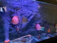 Led-Bar-Light Lighting Aquario-Lamp Eu-Power Underwater 220V 39/49CM