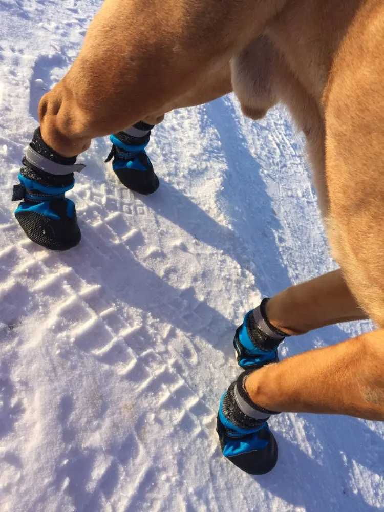 Large Dog Winter Boots | Anti-slip Dog Boots | Waterproof Dog Boots photo review