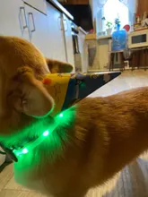 Pet-Supplies Leash Dog-Accessories Led-Collar Flashing Small Dog Night-Safety Rechargeable