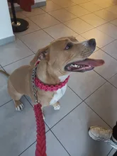 Large Dog Collar-Set Traction-Rope Leashes P-Chain Metal for Big Buckle