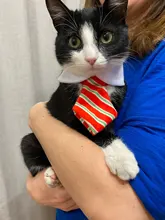 Pet Dog Cat Costume Christmas Antlers Hat Cloak Halloween Disguise Clothes For Cats Small