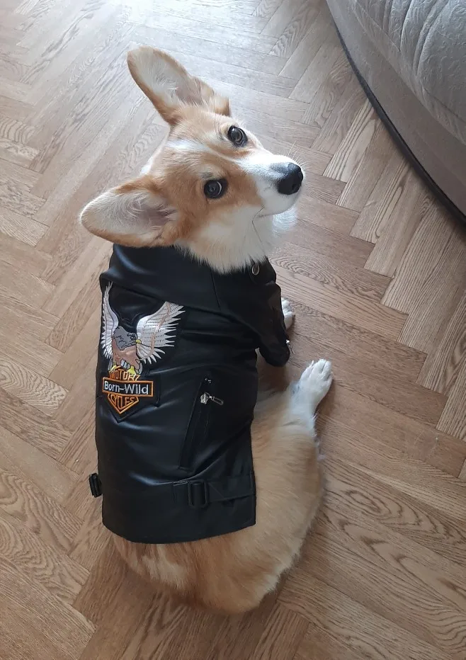 köpek montu