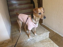 Pet-Dog-Clothes Jacket Coat Puppy Dogs Chihuahua Cotton for Warm Thick And Thin