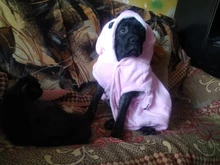 Jacket Hoodie Outfit Coat Animal-Costumes Pet Golden-Retriever Small Winter Large Medium