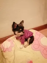 Clothing Sweater Pet-Outfit Small Dogs Classic Soft Winter For Dog Chihuahua Ropa Perro