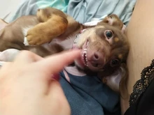 Pawstrip-Collar de piel sintética con diamantes de imitación para perro pequeño, 5 colores, Chihuahua, Yorkie, osito, mascotas, S/M