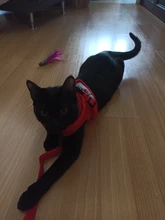 Arnés y correa reflectantes para gato, ropa transpirable a prueba de Escape para mascotas, chaleco ajustable de fácil Control