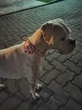 Dog-Accessories Collars Engraved Pet-Puppy Printed Custom Personalized Fashion Nylon