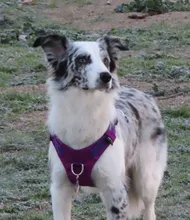 Harness Light-Weight Military-Service Truelove Dog Small Outdoor Tactical Medium Adjustable