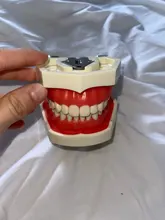 Modelo de enseñanza Dental de Modelo Dental, modelo estándar con mordedores de 32 tornillos, goma dura suave, 28 y 24 dientes