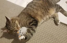 Cat Toy Catnip-Toys Claws Mint Grinding Pet-Kitten Interactive Plush Funny for Thumb-Bite-Cat