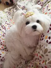 5 uds. De lazos de perla de imitación para perros pequeños, accesorios para el pelo de Yorkshire, pinzas para el pelo, lazos para gatos, accesorios para mascotas