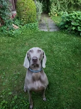 PROSTORMER-Guante de aseo para mascotas, guante de silicona con cepillo de pelo para perros, gatos y otros animales