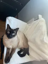 Pet Cat Animal Hammack Luxury Radiator Bed Hanging Winter Warm Fleece Basket Fleece