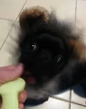 Disfraz de perro o gato Peluca de melena de León, gorro para gato, perro, ropa de Halloween y Navidad, vestido de lujo con orejas, ropa para mascotas