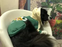 Jumpsuit Jacket Pet-Cloak Rain-Coat Labrador HOOPET Golden Retriever Waterproof Dogs