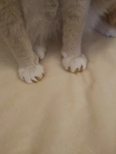 20 piezas gato suave del clavo de silicona tapas/gato de cubierta/garras de gato/Pet/uñas Protector con pegamento adhesivo y aplicador tamaño XS S M L