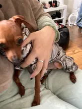 Ropa de abrigo para Perros Bulldog Francés, Ropa de cachorro, Chihuahua, yorkie, abrigo de perrito mascota, chaqueta, perros, mascotas