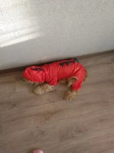 Raincoat Chihuahua Waterproof Summer Puppy Dogs Reflective for Small Nylon Ropa Perro