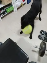 Pet-Toy Tennis-Ball Puppies Ttoys Giant Signature Jumbo 24cm Mega for Kids