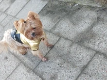 Coat Puppy Clothing Jacket Puppy-French-Bulldog Dogs Waterproof Chihuahua Winter Vest