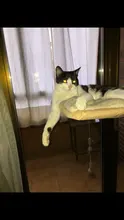 Cama que cuelga de la ventana para mascotas, 20kg, hamaca para gato y mascota, asiento tipo estante