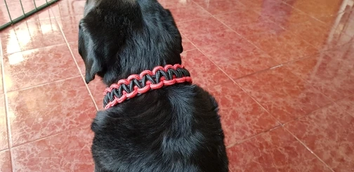 17高品質のアップグレードカラー首輪大型犬ジャーマンシェパードウォークを犬pチェーン短いペット中 大型犬 Dog German Dog German Shepherdgerman Shepherd Aliexpress